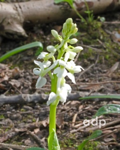 Early Purple Orchid, Orchis mascula, white form, Alan Prowse